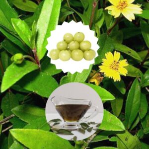 BhringAmla-100ml